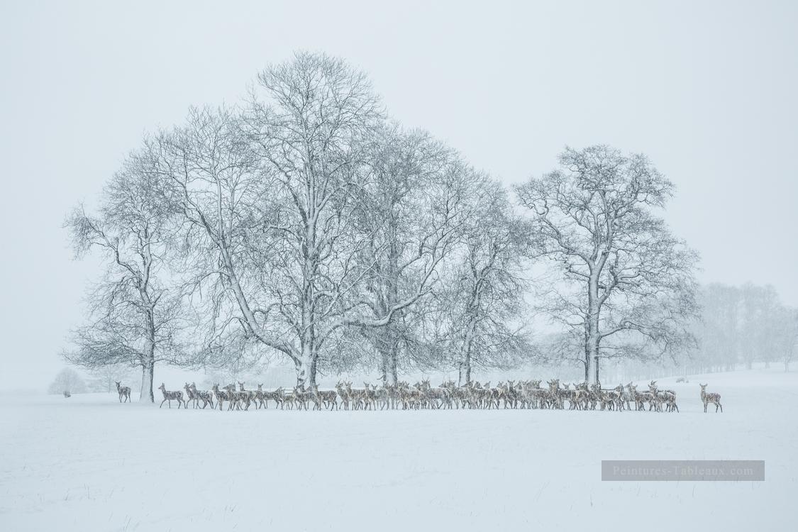 photographie réaliste 09 paysage d’hiver cerf Peintures à l'huile